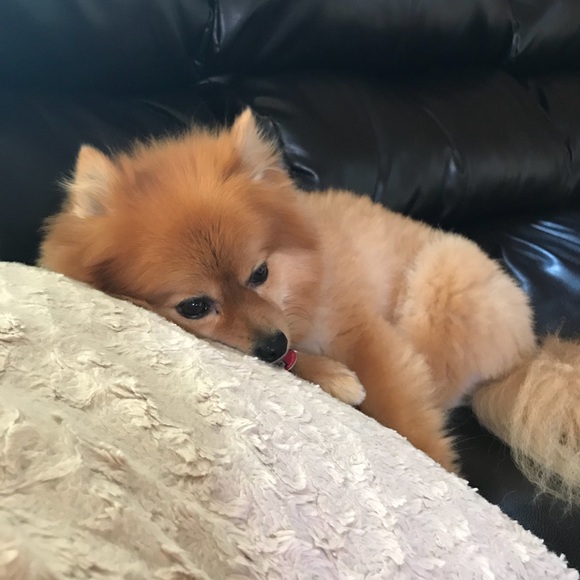 ๐ถ๐ฑPET FRIENDLY HOME ๐ถ๐ฑ - Picture 2 of 7